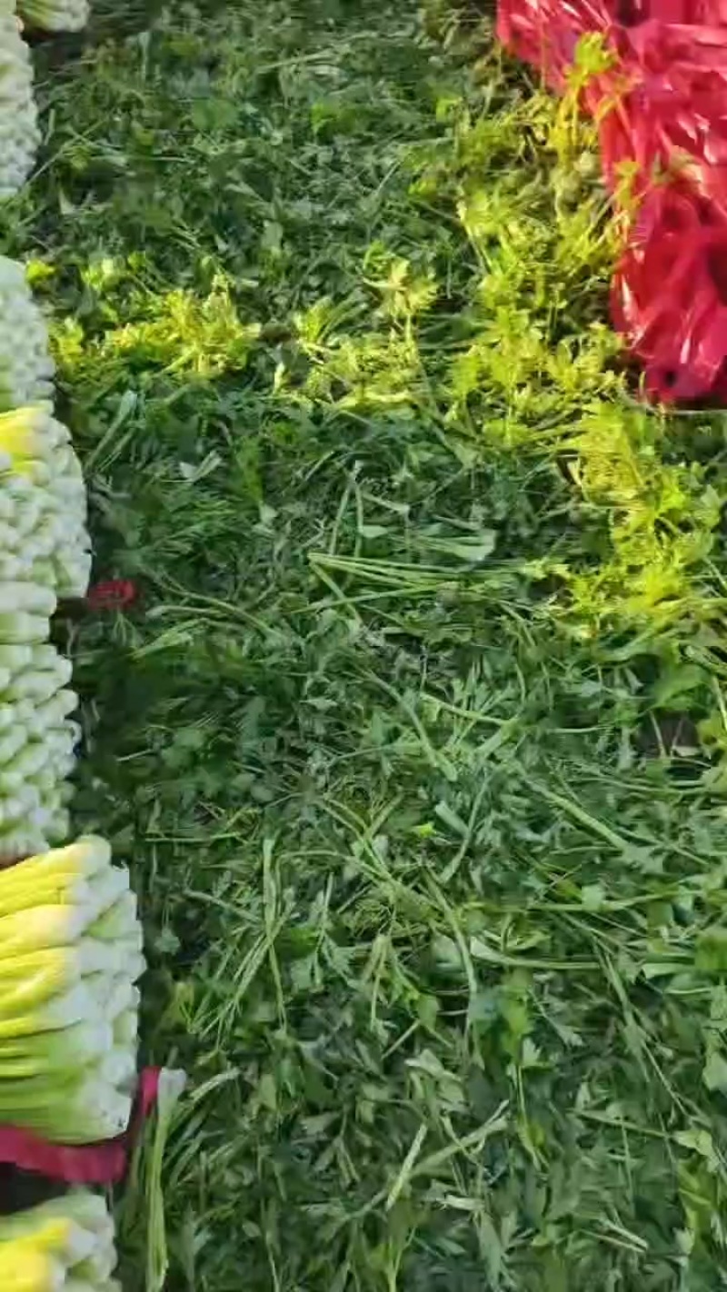 皇后西芹