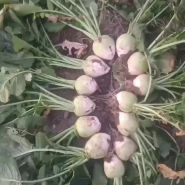 精品芥菜支持各种包装全国发货