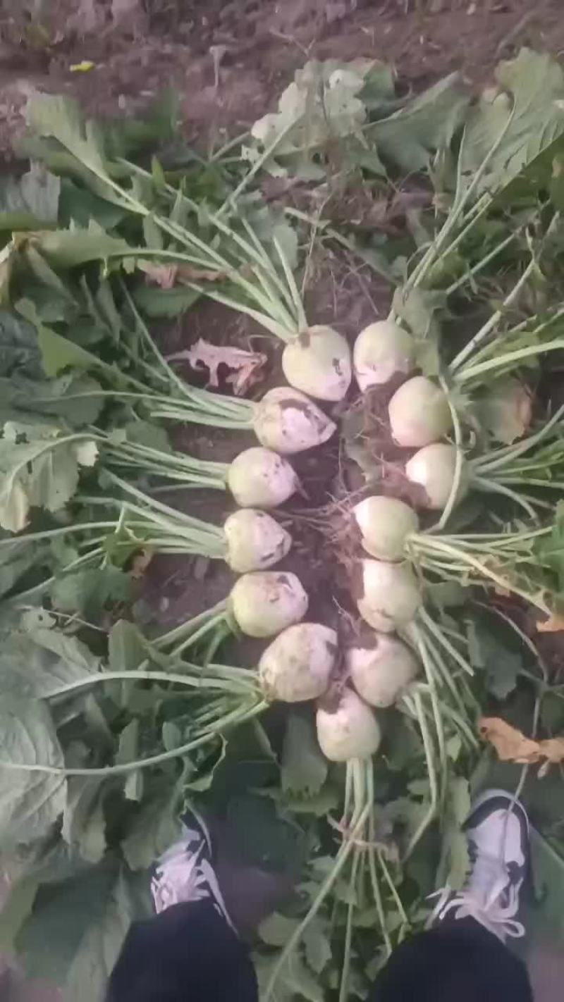 精品芥菜支持各种包装全国发货