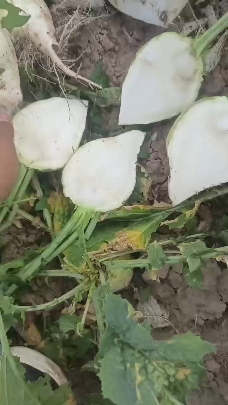 精品芥菜支持各种包装全国发货