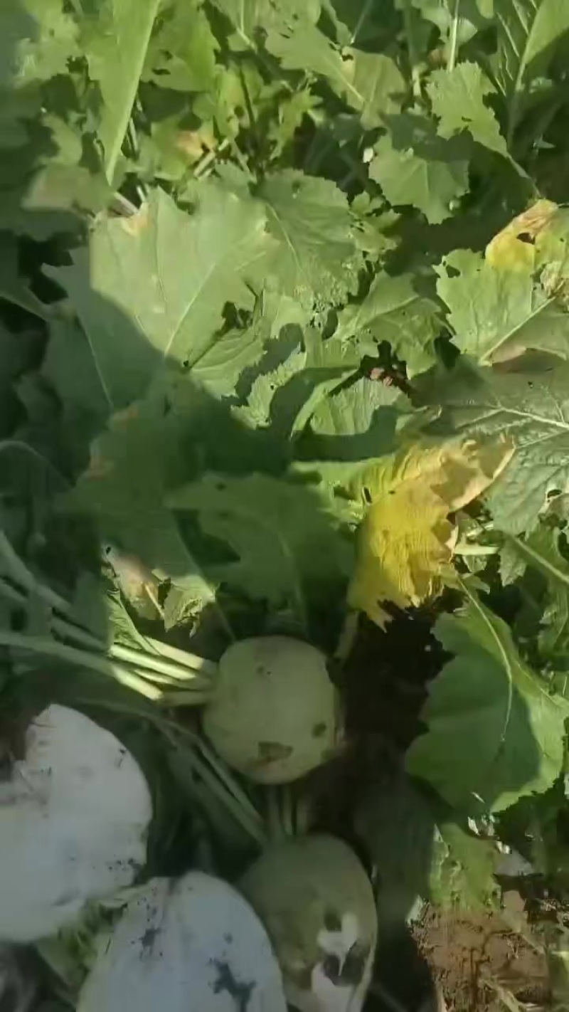 精品芥菜支持各种包装全国发货