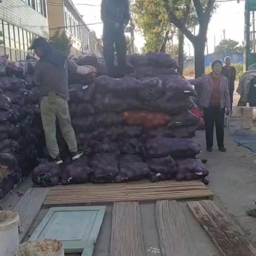露天贝贝南瓜卸货中，6两到1.5斤