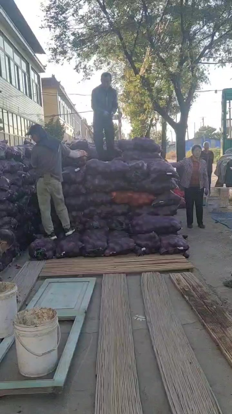 露天贝贝南瓜卸货中，6两到1.5斤