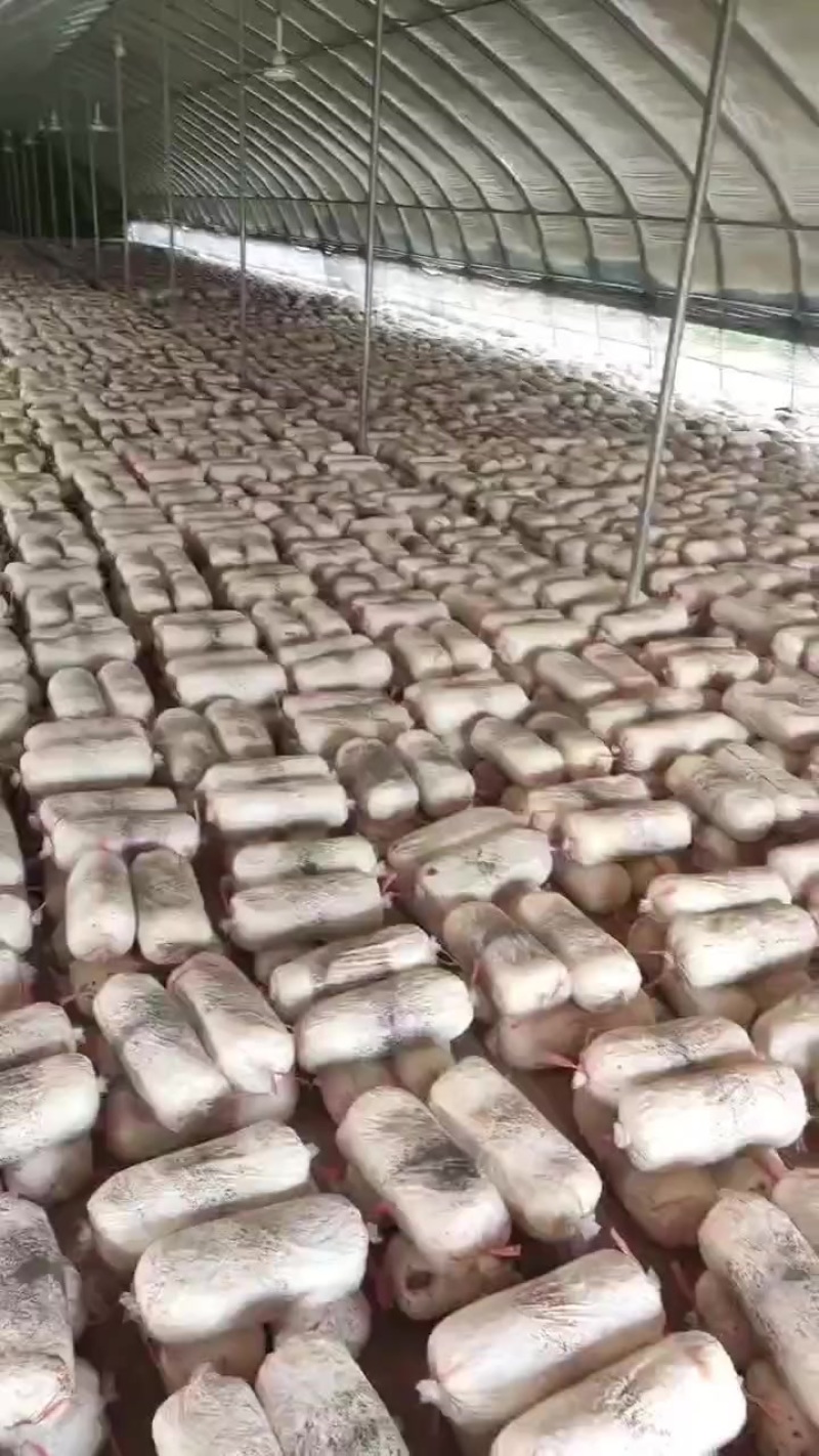 平菇菌棒
