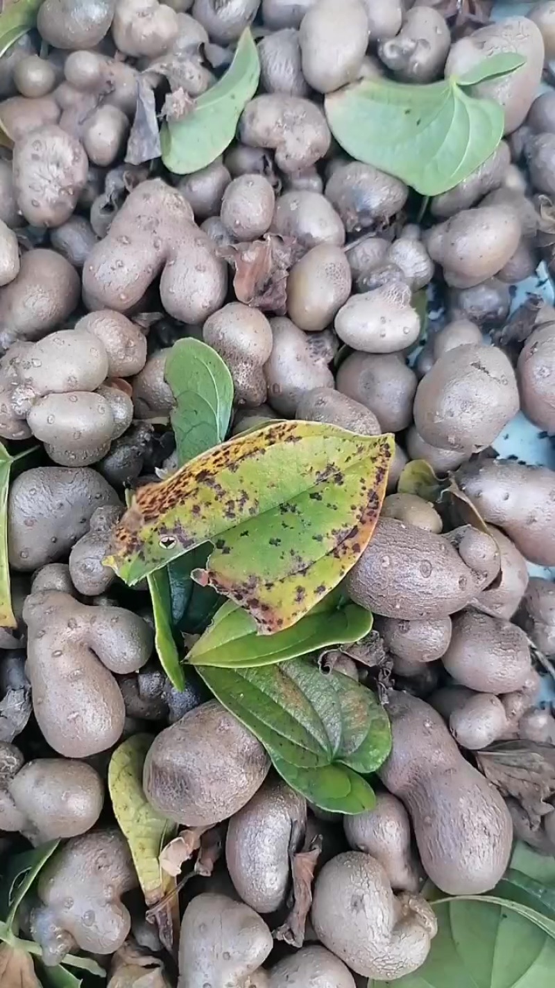 山药豆