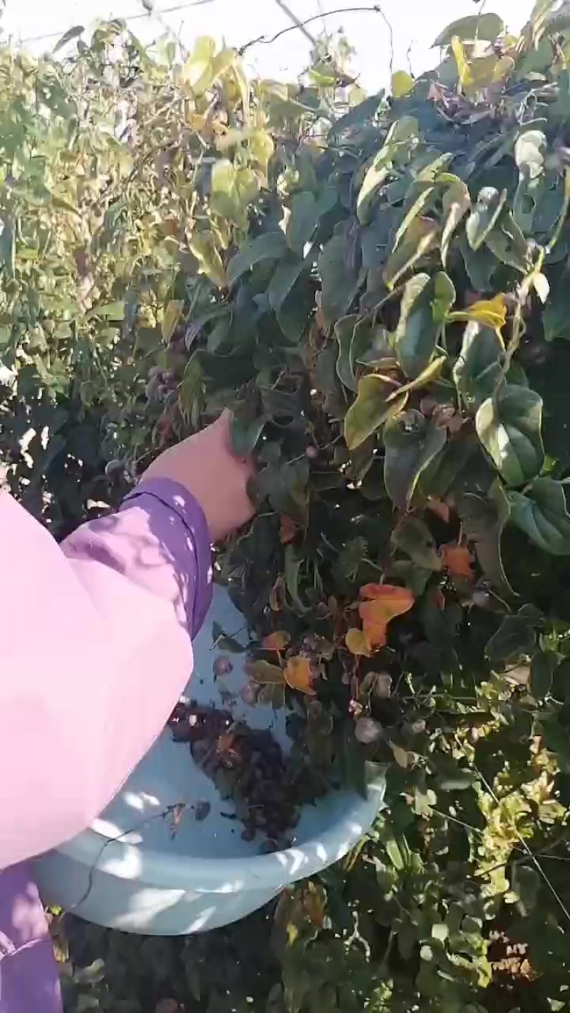 山药豆