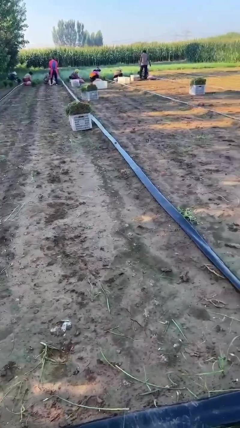 河北固安大叶韭菜
