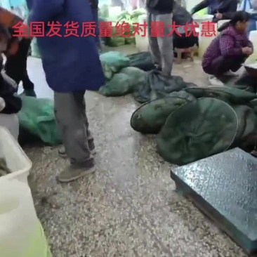 精品大闸蟹全国发货