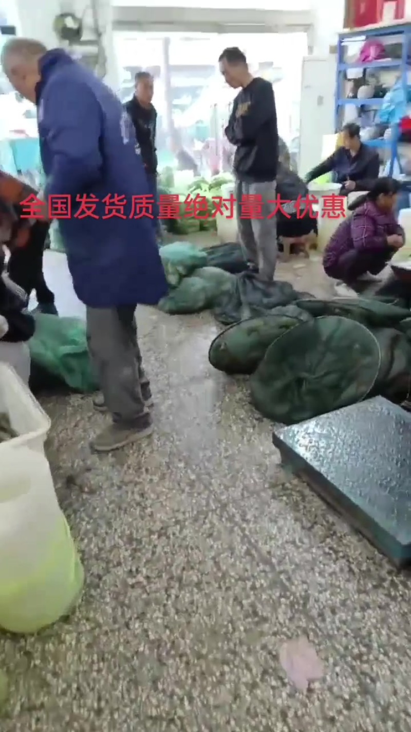 精品大闸蟹全国发货