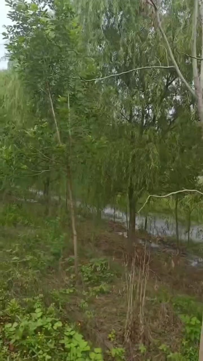 柳树青垂柳苗圃基地各种规格青垂柳大量供应