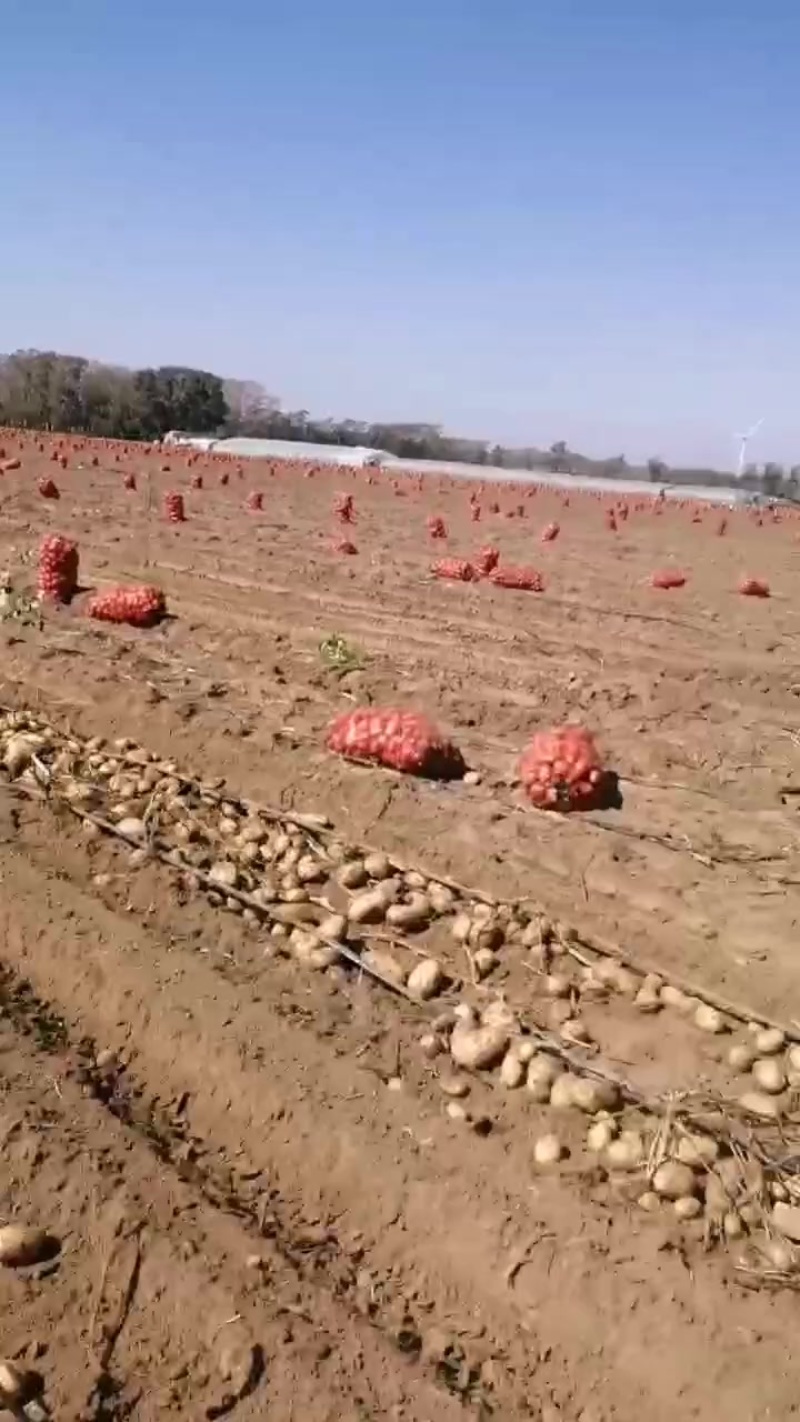 张家口坝上优质土豆走车