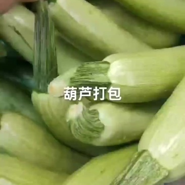 西葫芦