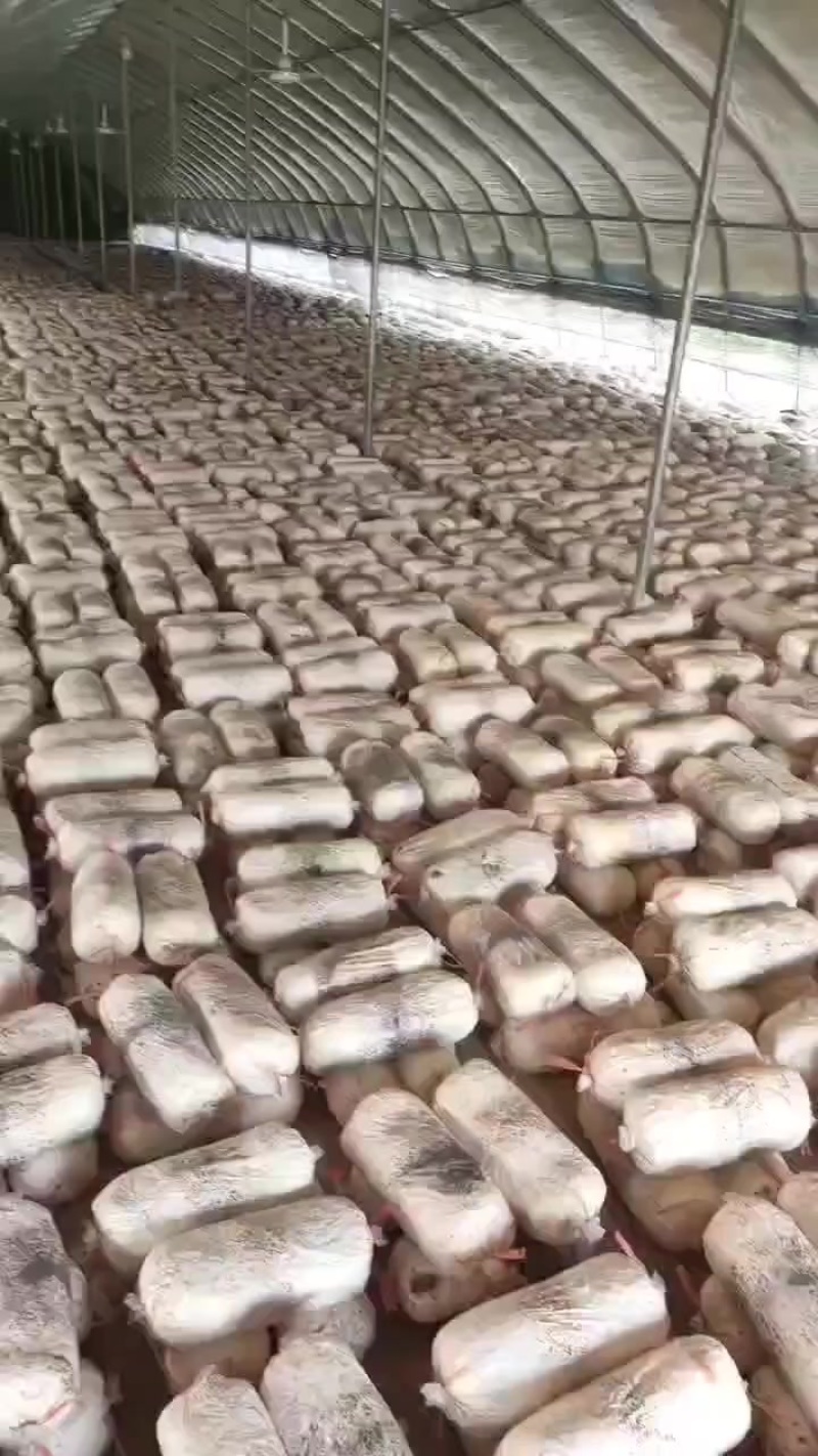 平菇菌棒
