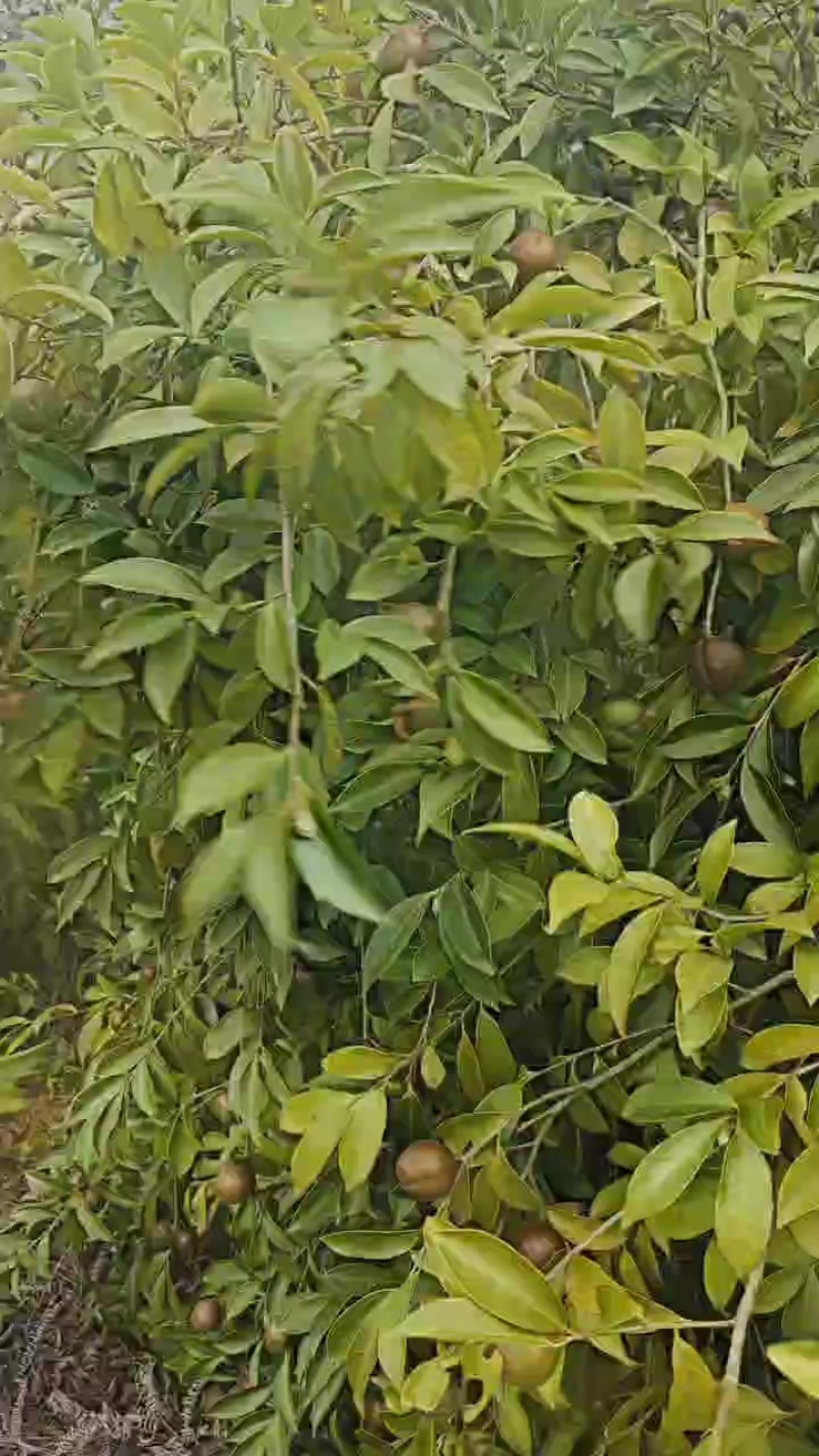 老品种山茶果
