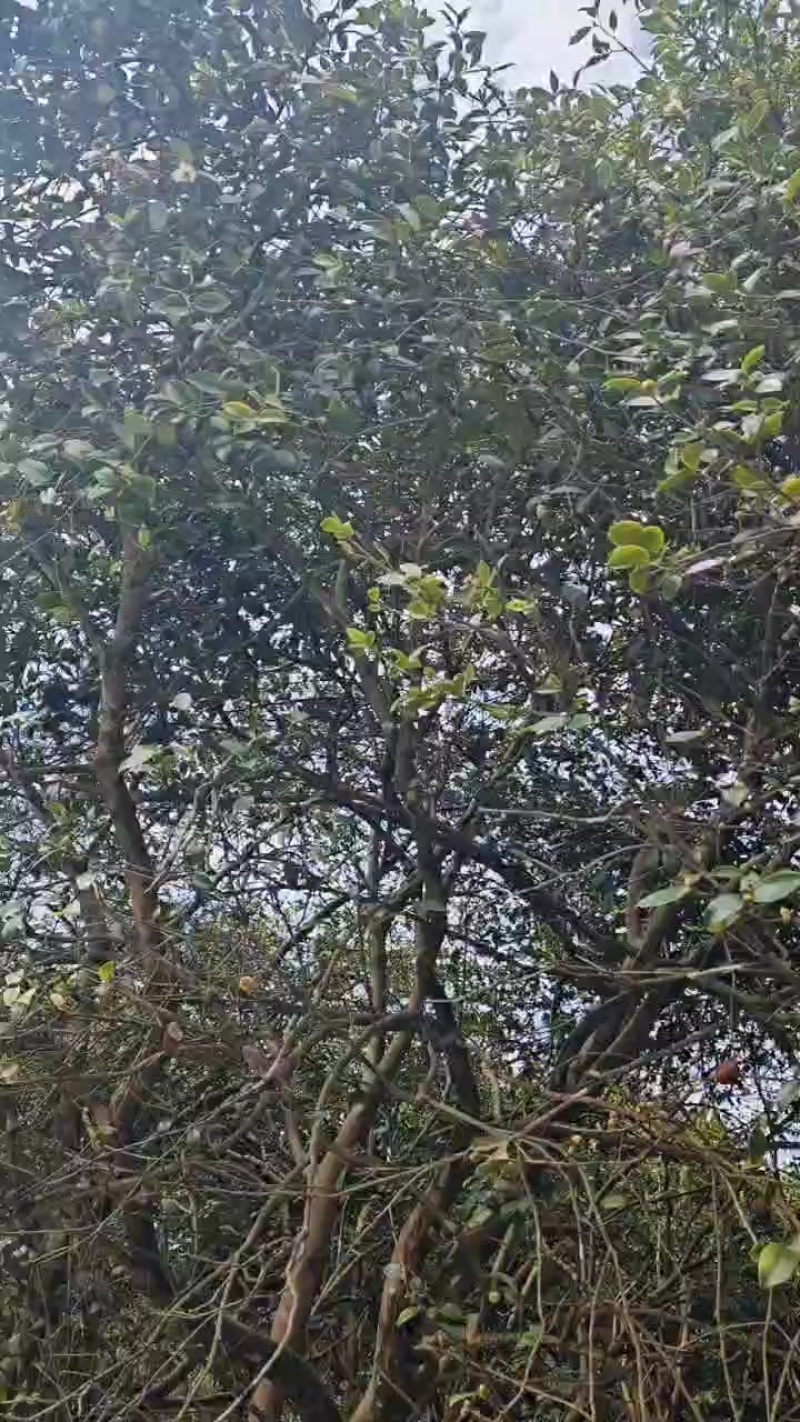 老品种山茶果