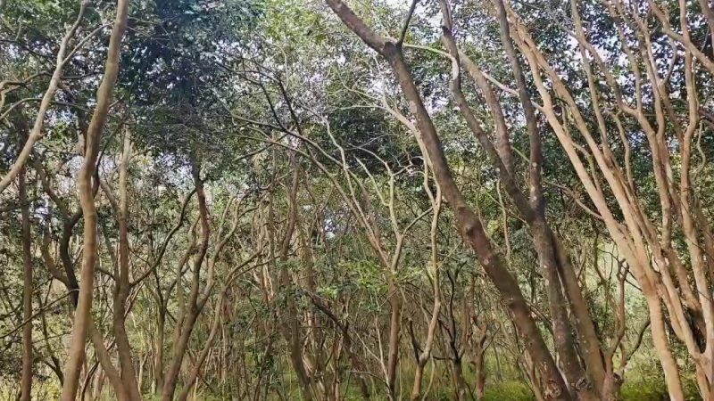 老品种山茶果