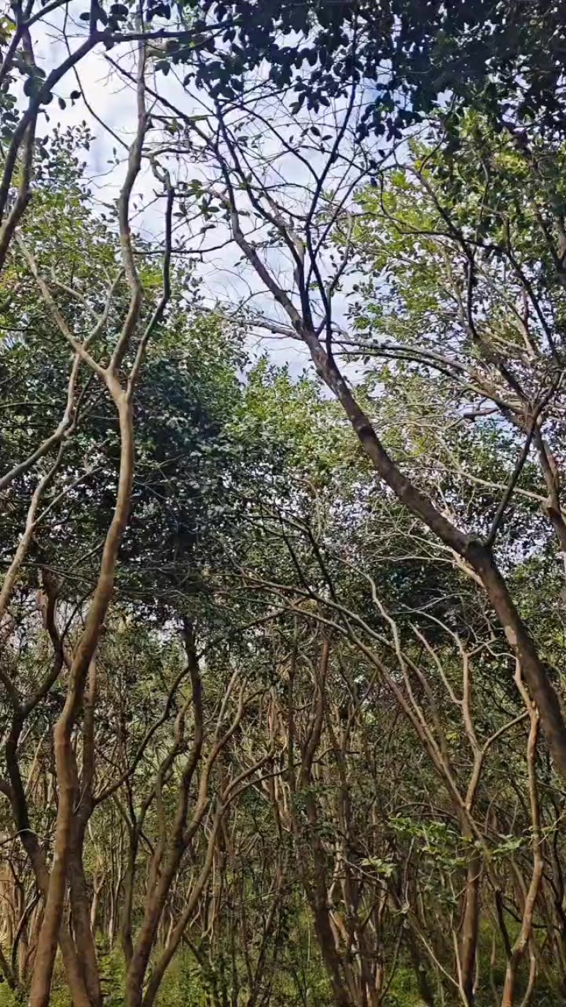 老品种山茶果