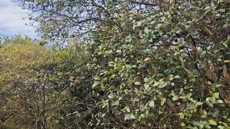 老品种山茶果