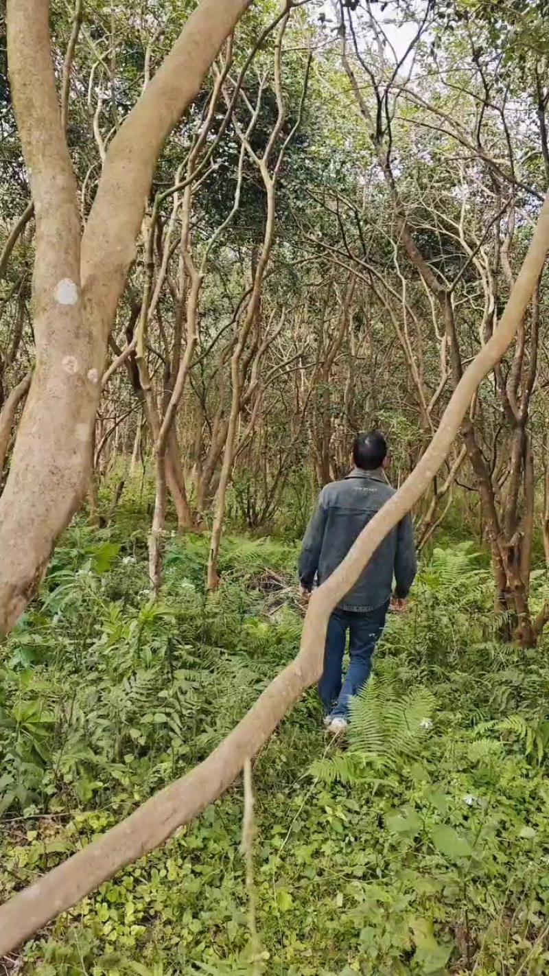 老品种山茶果