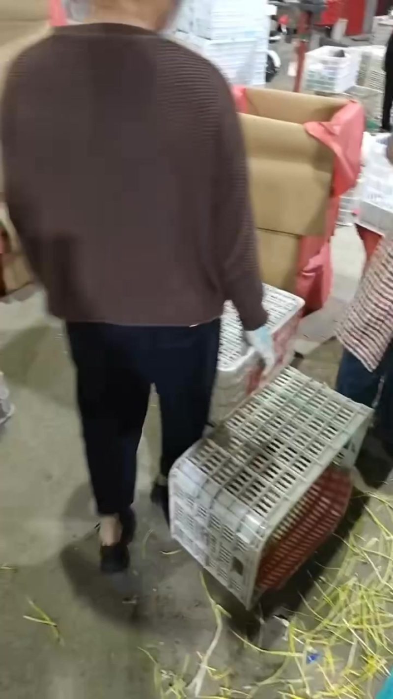 山东兰陵蒜黄直发全国一手货源供货稳定欢迎咨询！