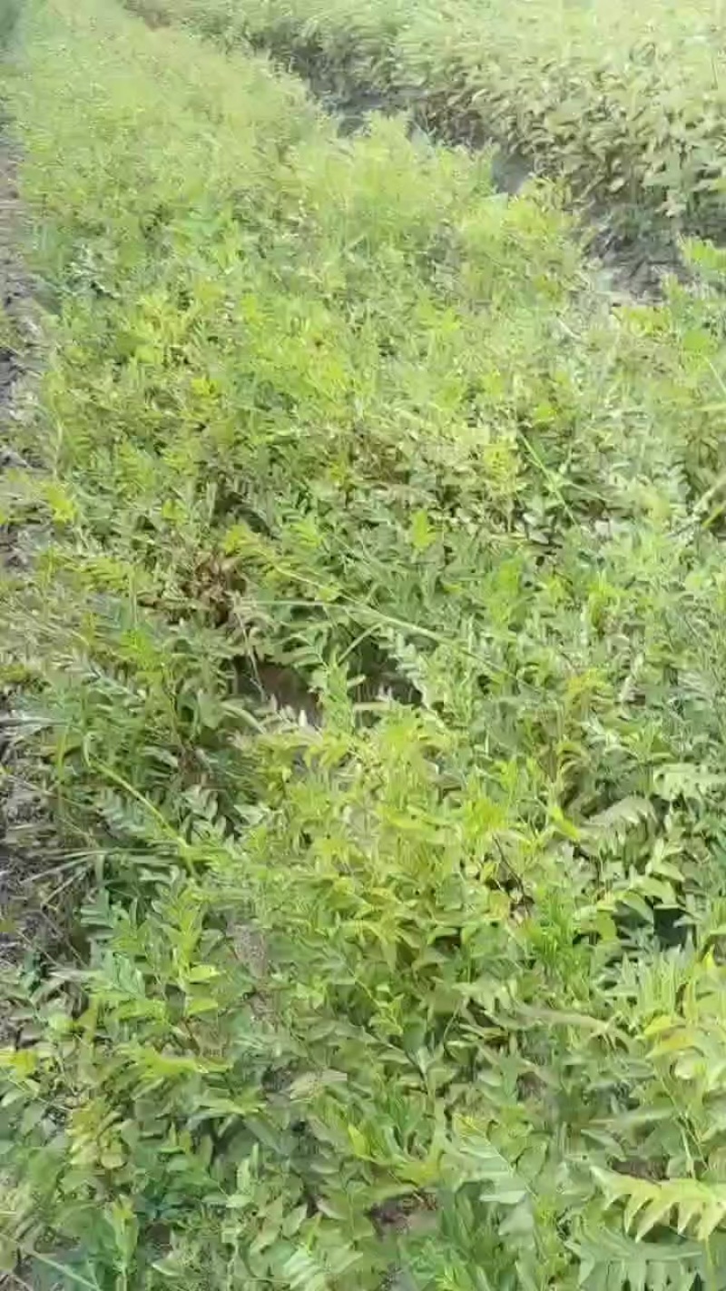 酸枣苗
