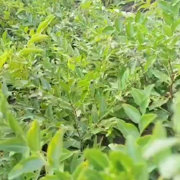 酸枣苗
