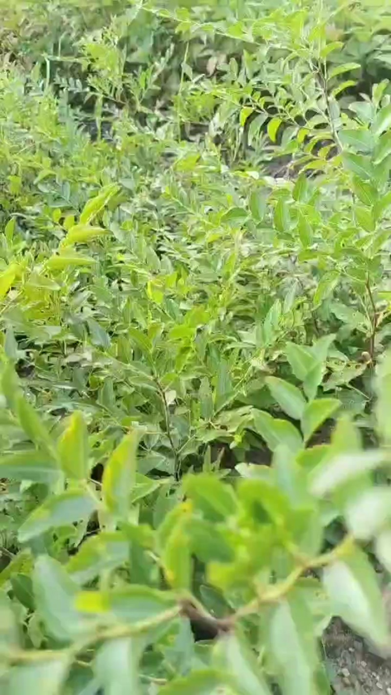 酸枣苗