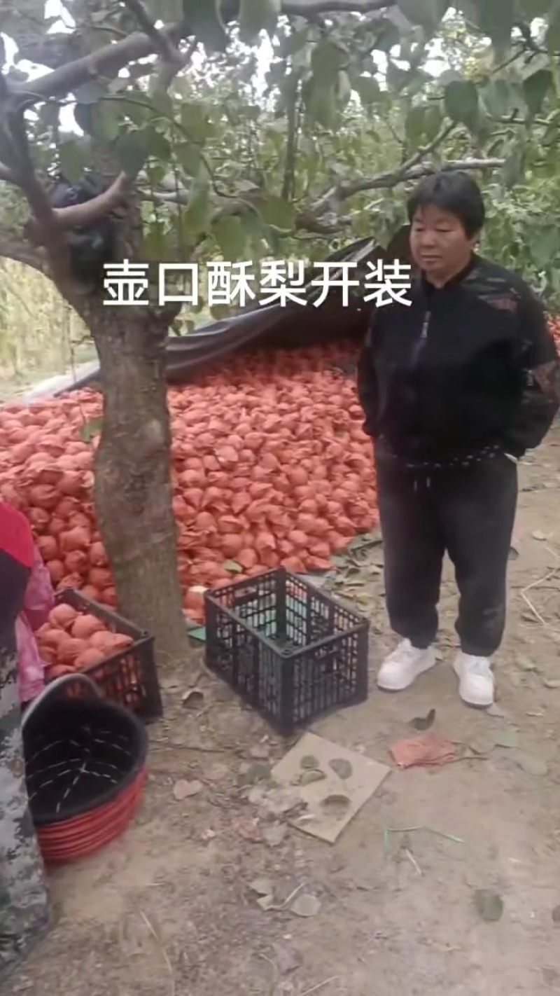 壶口酥梨