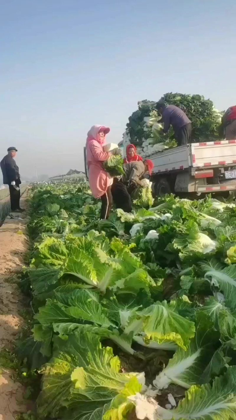 黄旗堡大白菜上市中