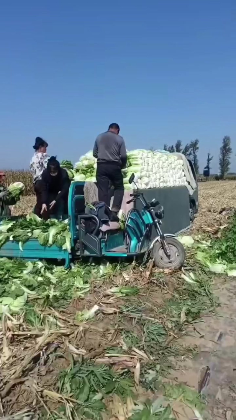 白菜