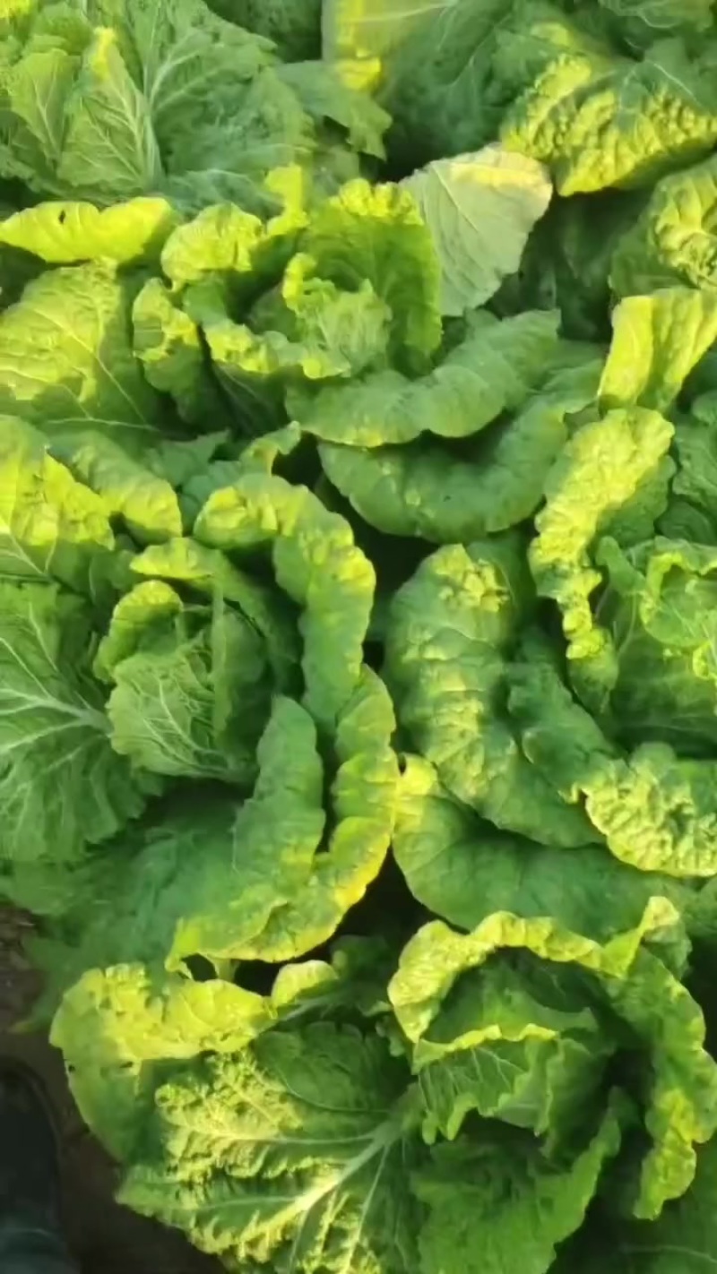 白菜