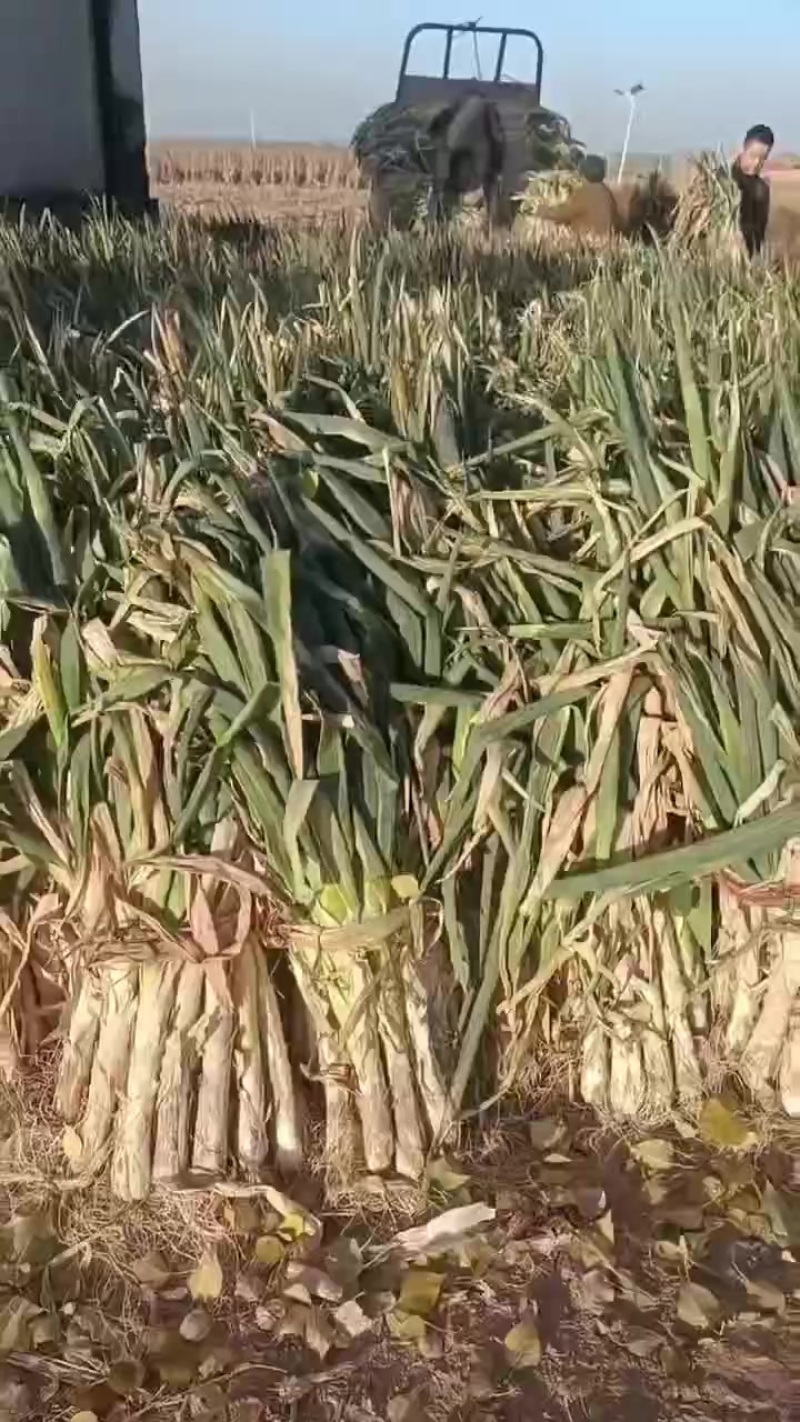 旱地大葱