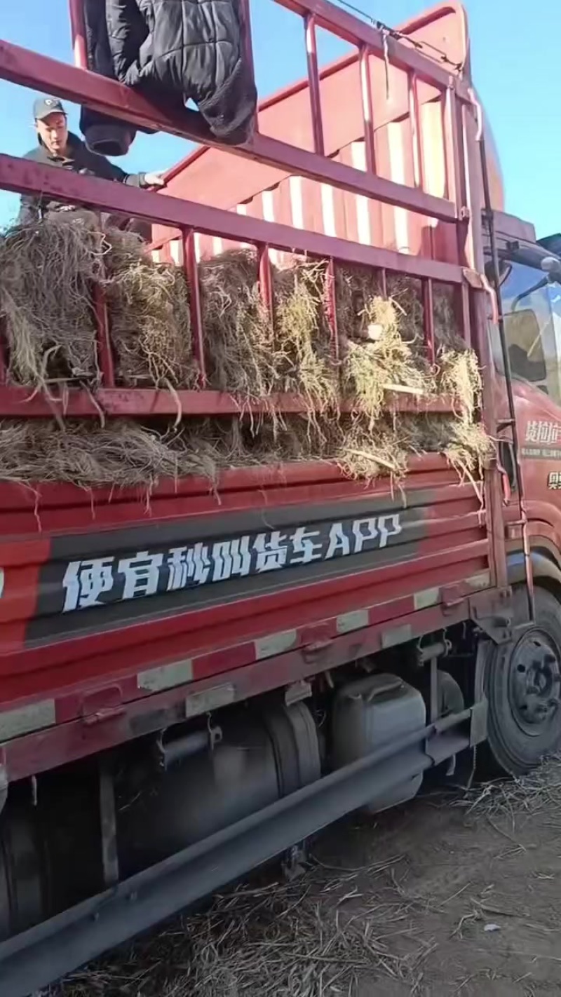 旱地大葱