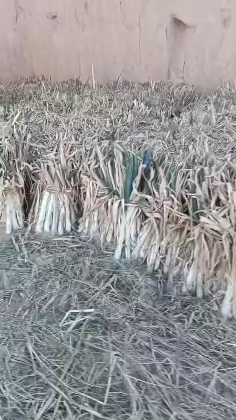 旱地大葱
