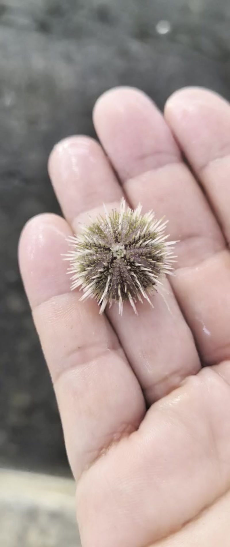 马粪海胆苗