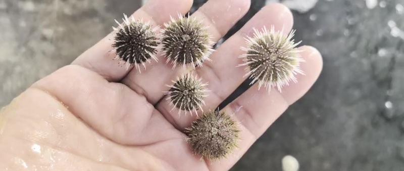 马粪海胆苗