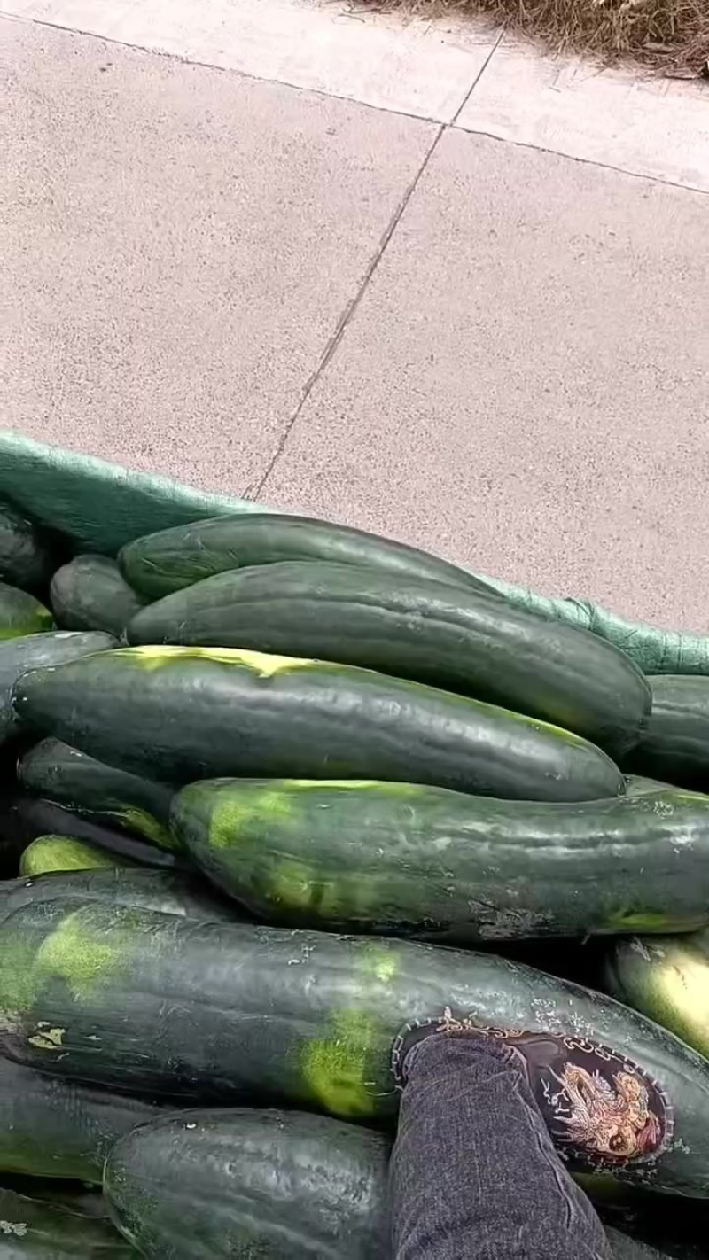 黑皮冬瓜