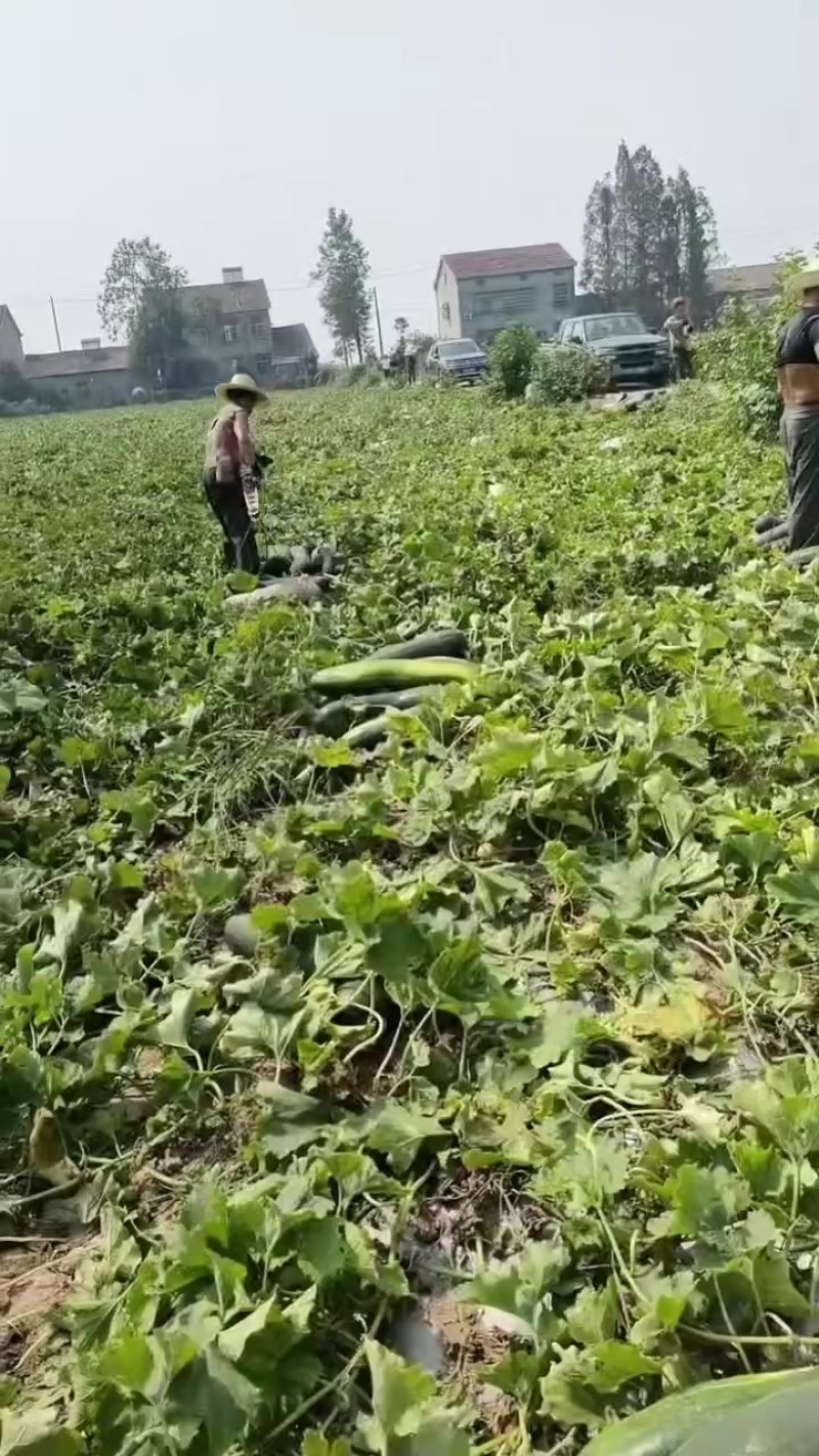 黑皮冬瓜