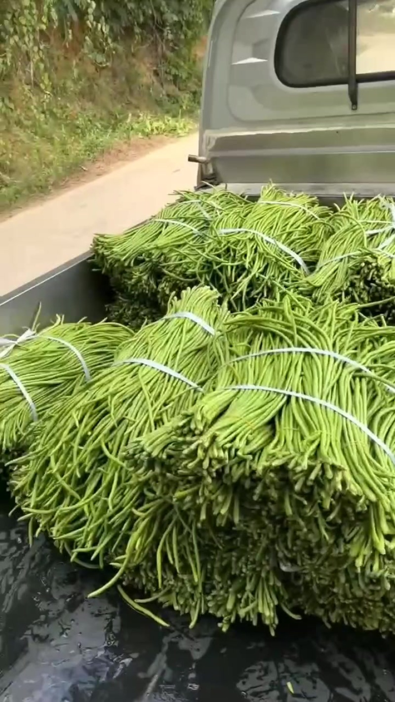 豇豆