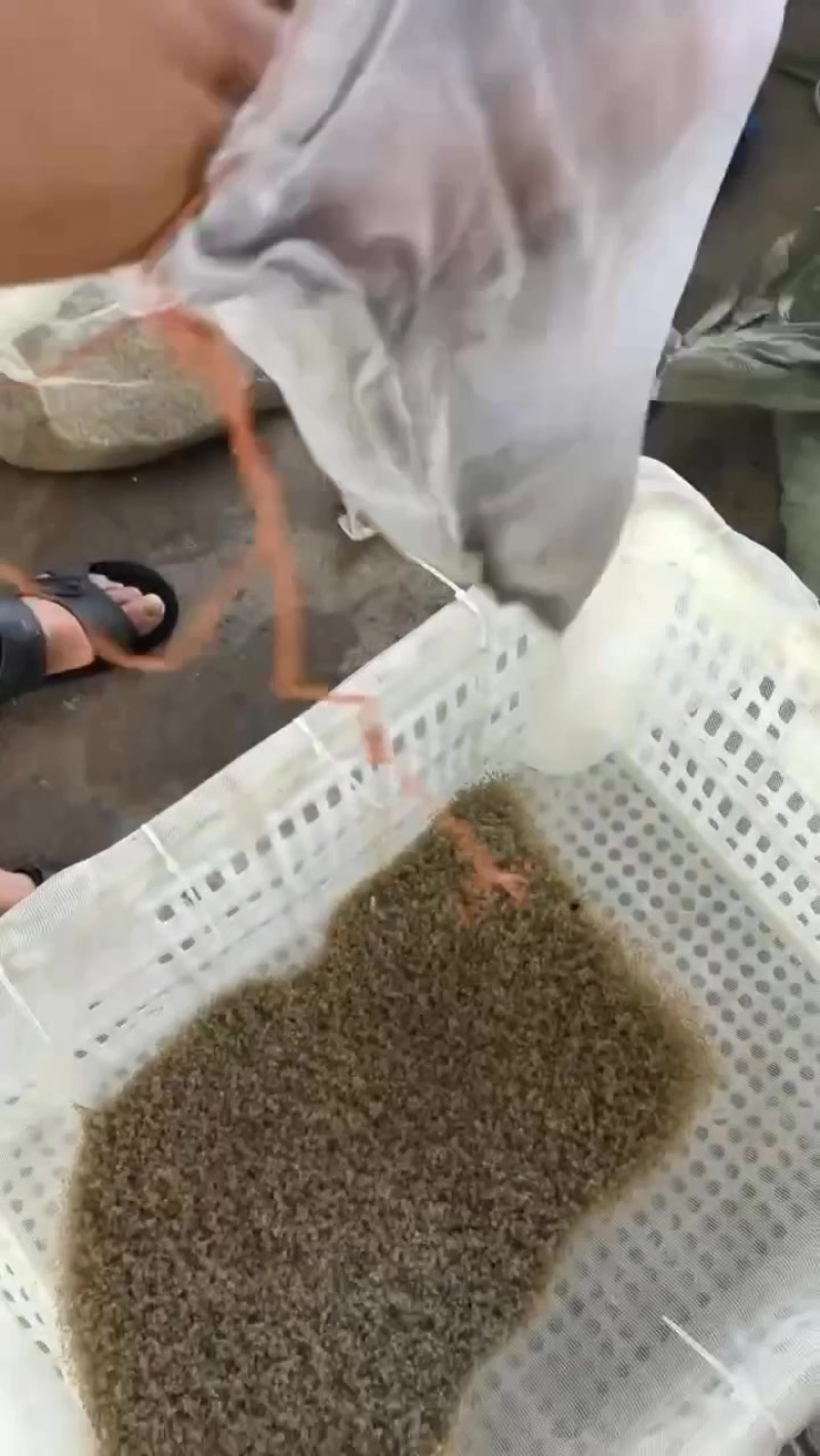 大眼幼体蟹苗