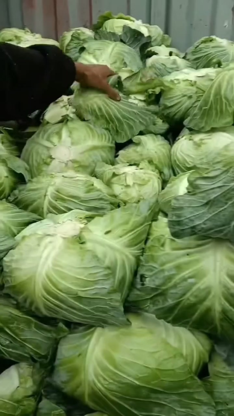 新鲜蔬菜，甘蓝莲花白