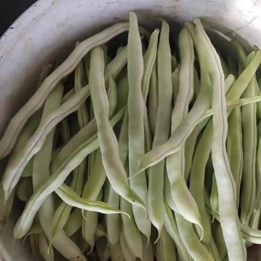大棚豆角