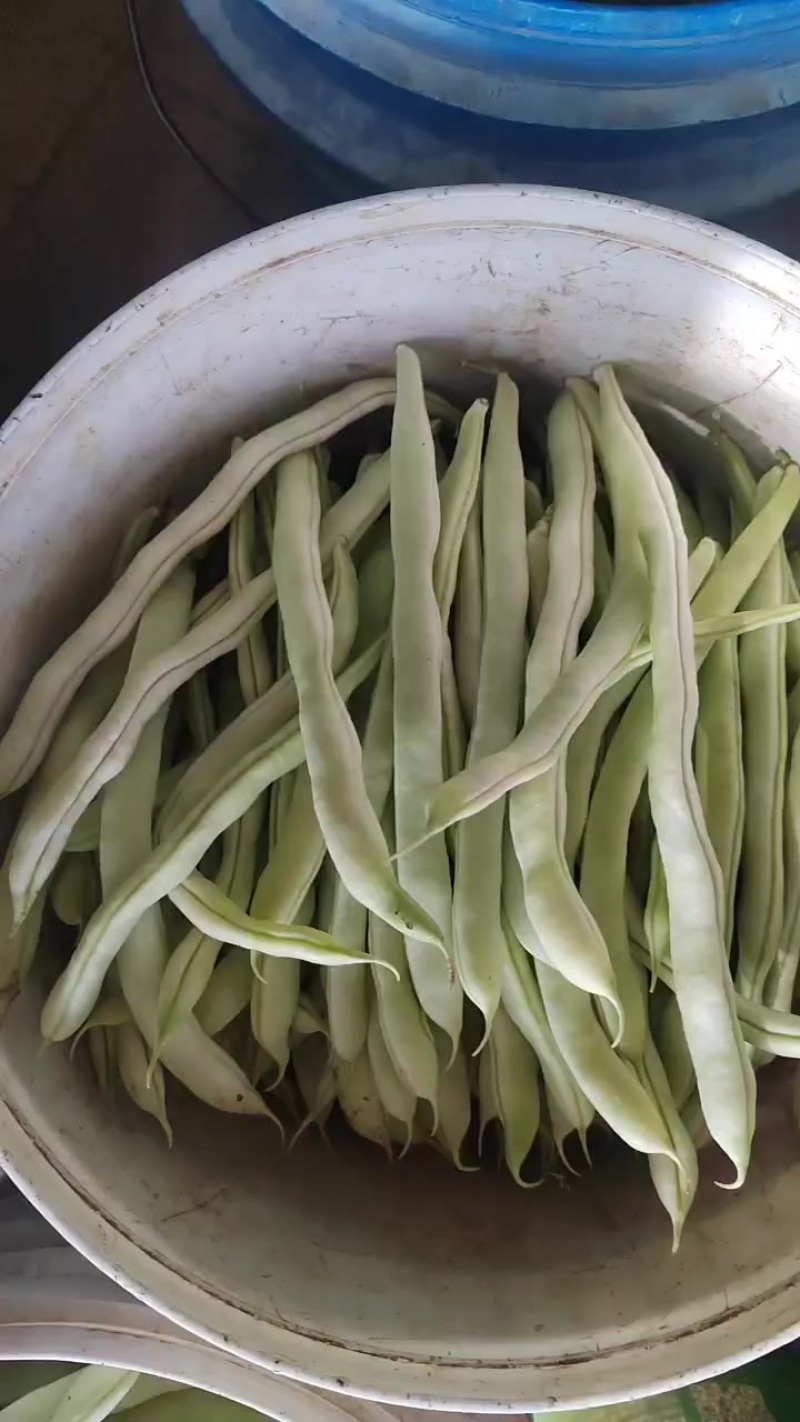 大棚豆角
