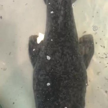 鲶鱼