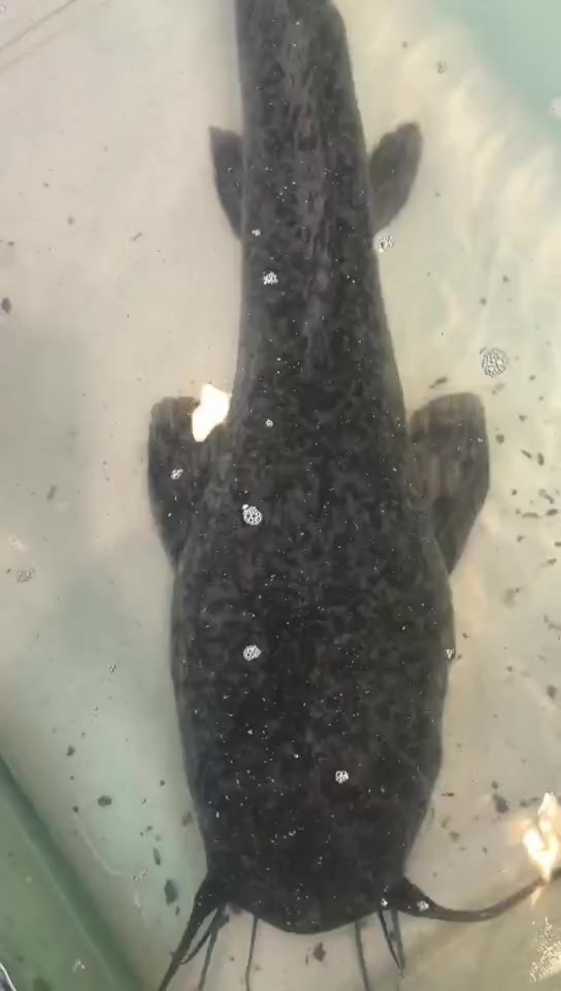 鲶鱼