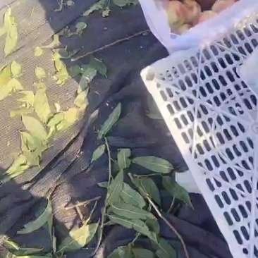 金秋红蜜大量上市，口感很好，质量很好！