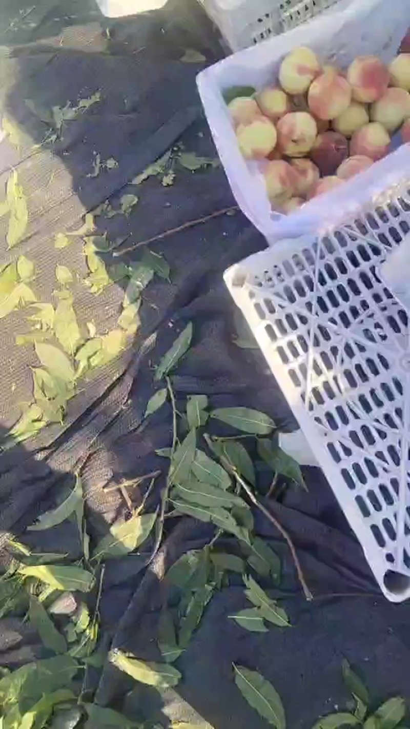 金秋红蜜大量上市，口感很好，质量很好！