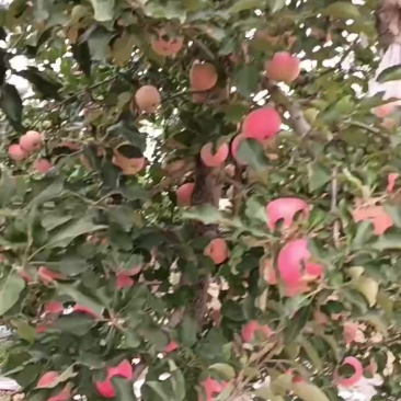 陕西咸阳礼泉红富七苹果已上市
