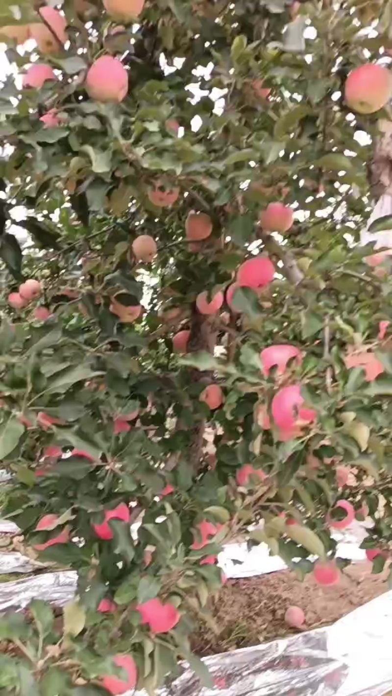 陕西咸阳礼泉红富七苹果已上市