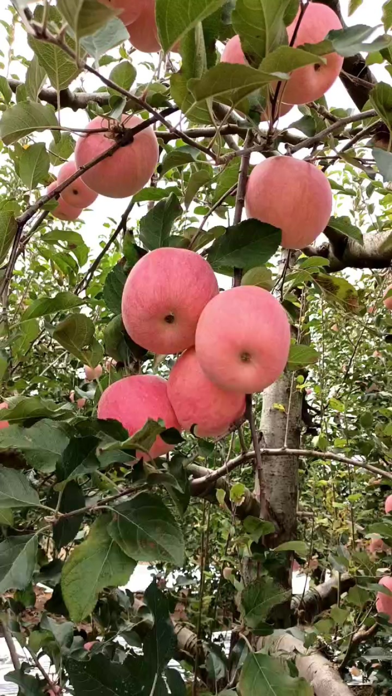 陕西咸阳礼泉红富七苹果已上市
